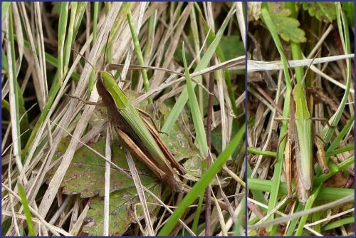 Réf. 196 880 : Chorthippus dorsatus dorsatus